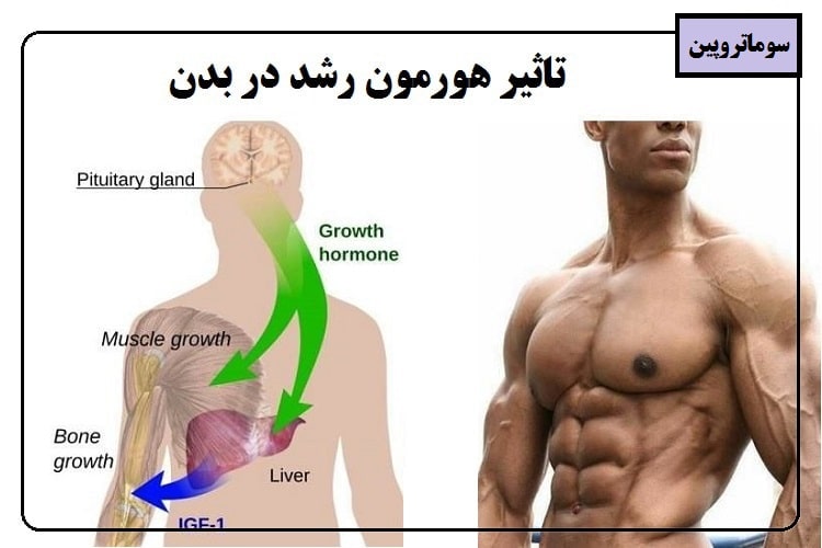 تاثیر هورمون رشد در بدن